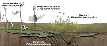 Pond cross-section