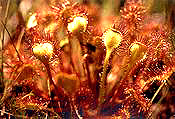 Sundew