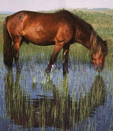 Cheval s'abreuvant à un étang 