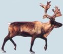 caribou