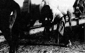 Preparing Hoof for Shoeing