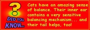 [Did you know... Cats have an amazing sense of balacnce. Their inner ear contains a very sensitive balancing mechanism... and their tail helps, too!]