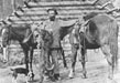 Trapper with horses and dog