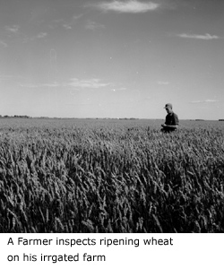 A farmer inspects ripening wheat on his irrigated farm