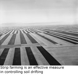 Strip farming is an effective measure in controlling soil drifting