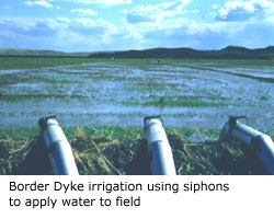 Border Dyke Irrigation using siphons to apply water to field