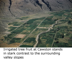 Irrigated tree fruit at Cawston stands in stark contrast to the surrounding valley slopes.