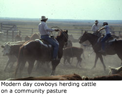 Modern day cowboys herding cattle on a community pasture