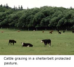 Cattle grazing in a shelterbelt protected pasture