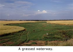 A grassed waterway