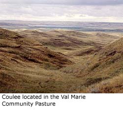 Coulee coulee located in the Val Marie Community Pasture