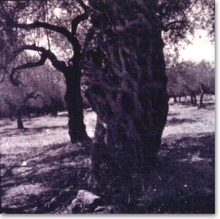 Greece - Olives Trees  