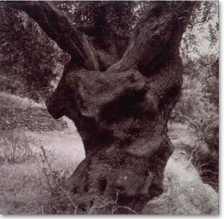 Greece - Olives Tree