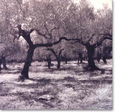 Greece - Olive Trees 