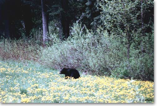 Rocky Mountain Black Bear in a field of dandelions