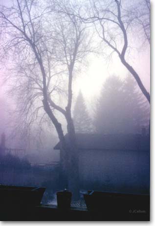 Foggy morning in Ontario