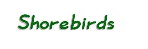 birds-shorebirds-tb.jpg (9,947 bytes)