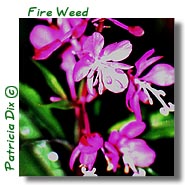 fireweed.jpg (21477 bytes)