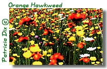 hawk_weed.jpg (26066 bytes)