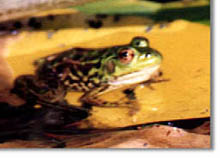 leapardfrog.jpg (18654 bytes)