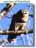 owl3.jpg (18164 bytes)