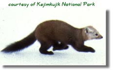 pinemarten.jpg (10481 bytes)