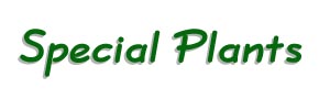 special_plants-tb.jpg (7400 bytes)