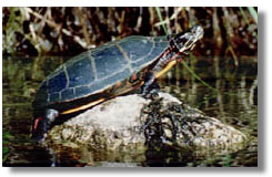 turtle.jpg (24069 bytes)