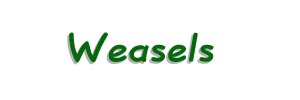 weasels-tb.jpg (5309 bytes)