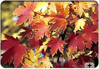 Photo - Autumn leaves