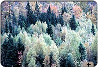 Photo - Autumn forest