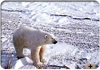 Photo - Polar bear on tundra, Churchill, Man.