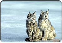 Photo - Canada lynx in winter