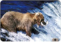 Photo - Grizzly fishing