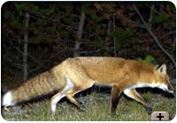 Photo - Red fox