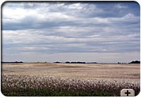 Photo - Rain clouds loom over a wheat field near Regina, Sask.