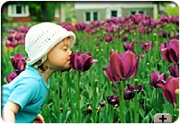 Photo - Two-year-old child enjoys the tulips, Dows Lake, Ottawa