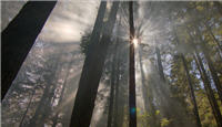 Photo – Sun shining through tall trees