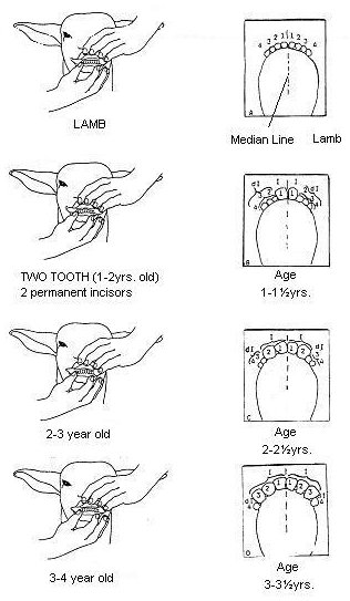 Small Ruminant Dentition