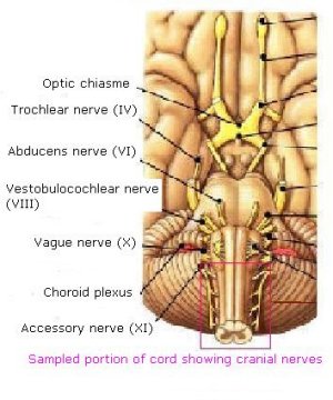 Identifying the nerves of the brain