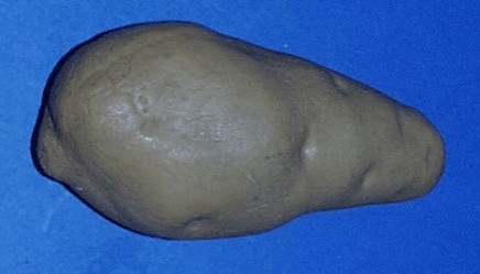 Pointed tuber - long type