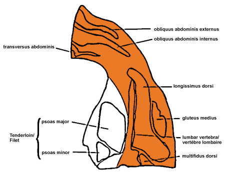 Image - Loin - Cross-Section