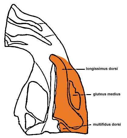 Image - LOIN - Cross-Section