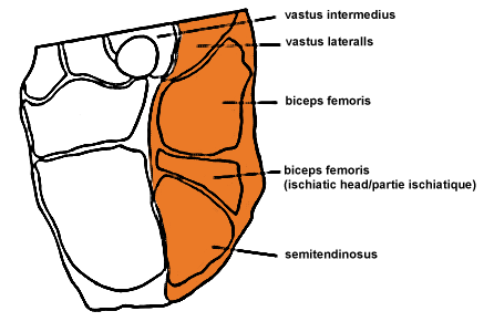 Image - Round - Cross-Section