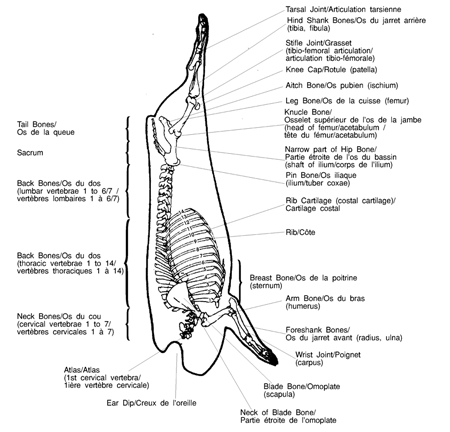 Image - Skeletal Diagram