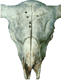 bison skull with bullet holes indicating improper landmarks