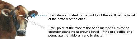 front view of a cow showing the brainstem and the entry point at the front of the head