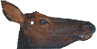 wapiti femelle - vue latérale avec indication du point d'assommage