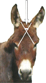 tête de cheval - vue frontale avec indication du point de repère et une flèche qui l'indique