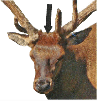 wapiti mâle - vue du front avec une flèche indicant le point d'assommage